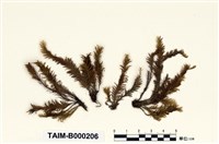 藏品(大鳳尾苔)的圖片